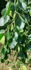 Fagus sylvatica
