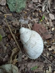 Megalobulimus oblongus