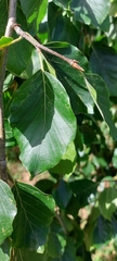 Fagus sylvatica