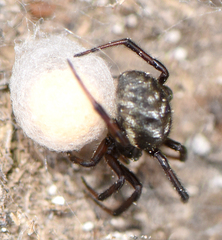 Steatoda albomaculata