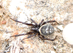 Steatoda albomaculata