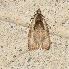 Olethreutes punctanum