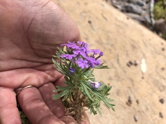 Glandularia latilobata