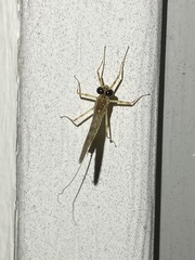 Maccaffertium terminatum