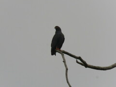 Helicolestes hamatus