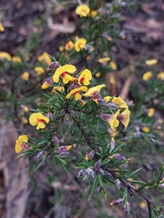 Dillwynia sieberi