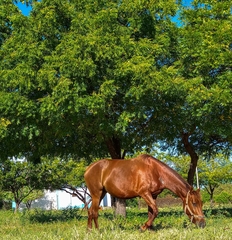 Equus caballus