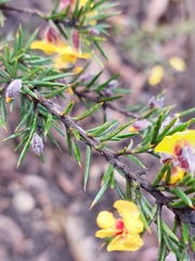 Dillwynia sieberi
