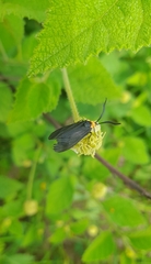 Lepidoptera