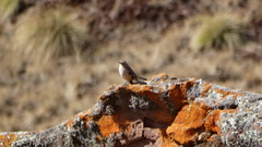 Cinclodes albiventris