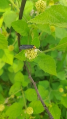Lepidoptera