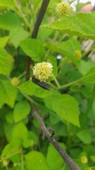Lepidoptera