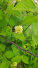 Lepidoptera