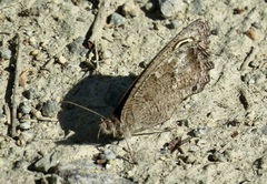 Cercyonis sthenele