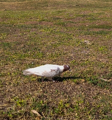 Columba livia domestica