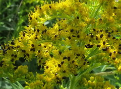 Litochropus scalptus