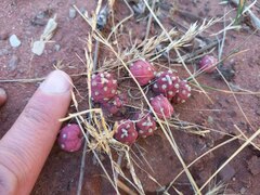 Tephrocactus verschaffeltii
