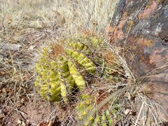 Trichocereus schickendantzii
