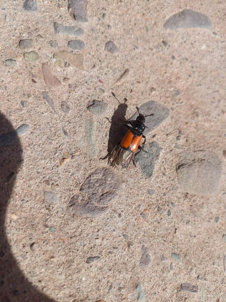 Nicrophorus chilensis