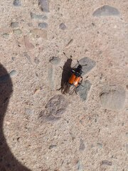Nicrophorus chilensis