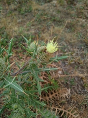 Cirsium kosmelii