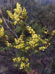 Acacia terminalis
