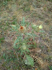 Cirsium kosmelii