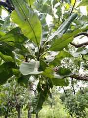Terminalia macroptera