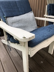 Melanoplus viridipes