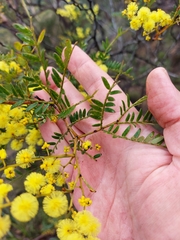 Acacia terminalis