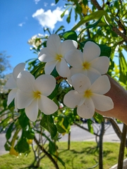 Plumeria pudica