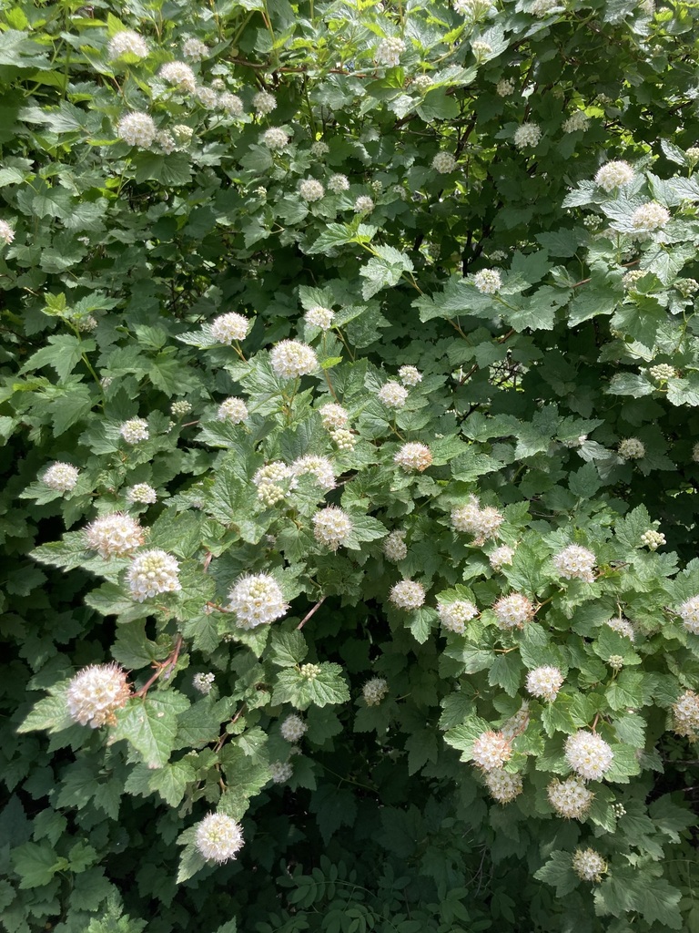 Pacific ninebark