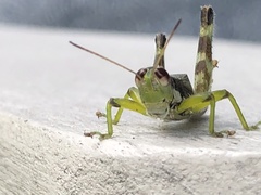 Melanoplus viridipes