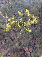 Acacia terminalis