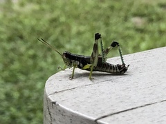 Melanoplus viridipes
