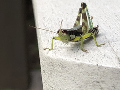 Melanoplus viridipes