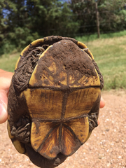 Kinosternon flavescens