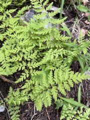Cystopteris reevesiana