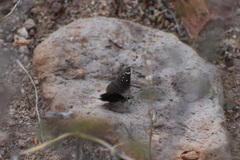 Pholisora