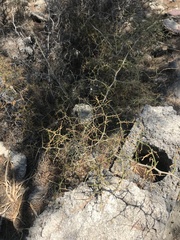 Sarcopoterium spinosum