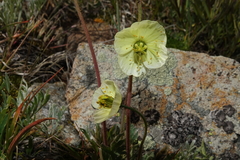 Papaver radicatum kluanense