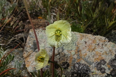 Papaver radicatum kluanense