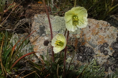 Papaver radicatum kluanense