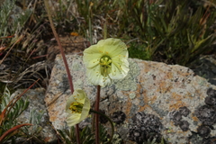 Papaver radicatum kluanense