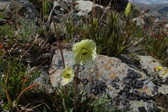 Papaver radicatum kluanense