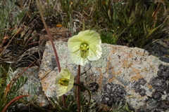 Papaver radicatum kluanense