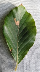 Stigmella tityrella