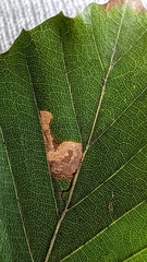 Stigmella tityrella