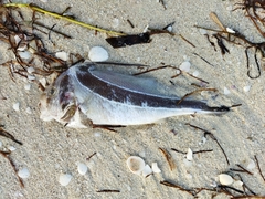 Eques lanceolatus