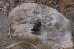 Pholisora